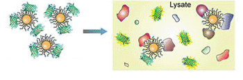 Imagen: Nanopartículas de oro(a la izquierda) con una proteína fluorescente verde (PFV) detecta los diferentes tipos de cáncer de manera similar en que las narices identifican y recuerdan diferentes olores. A la derecha, los diferentes valores de proteína, en un cáncer, interactúan con la partícula para generar patrones usados para identificar el tipo de cáncer (Fotografía cortesía de la Universidad de Massachusetts).